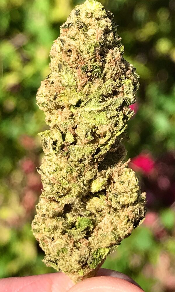 Hash Plant THCa Hemp Flower